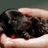 A hand holds a small dark animal while text changes from 'Purr right? well its very very purry!!!' to 'Purr i will be having it soon!!!'