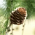A pixelated image shows a dark brown pine cone with visible scales and a light brown base, set against a blurred green and white background.