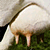 iconhell_pinkpanda_getagripcow03