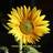 A pixelated sunflower with yellow and orange petals radiating from a brown center, set against a dark background.