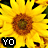 A contact sheet of two animated frames showing sunflowers with "YO" text in contrasting colors, displayed side-by-side on a gray background.