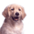 A 4-frame contact sheet showing a golden retriever dog in different poses with a blue background containing "CoolBuddy.com" text on the right side of each frame.