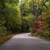 Pixelated static image of a winding path through dense green foliage with a light source filtering through trees, showing no visible characters or text.