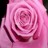 A static pixelated image of a pink rose with layered petals and dark green leaves against a black background.