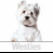 Pixelated image of a small white dog with brown facial markings, sitting upright on a horizontal line against a plain background.