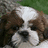 Pixelated dog face with brown and white fur on left, green background with pixelated text on right.
