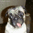 A pixelated dog with a white chest and dark face appears in two side-by-side frames, one showing the dog's full head and body, the other partially obscured by a blue object.