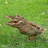 Pixelated brown bird-like creature stands on green grass with open beak, next to bright green background displaying black text.
