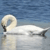 A white swan with a curved neck floats on calm water against a blue sky background.