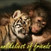 A static image shows a tiger and a monkey lying close together, with yellow text at the bottom reading 'adulterant of friends'.