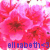 Pixelated pink floral design with dark brown centers and blue text reading 'elizabeth' at the bottom.