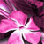 A pixelated pink flower with white accents against a dark purple background, rendered in a low-resolution style.