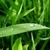 A pixelated green image with dense foliage and a light-colored horizontal band across the middle.