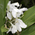 White flower with multiple petals and green foliage on a dark green background.