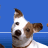 Pixelated dog head with white and brown fur against solid blue background, showing one ear perked up and the other flopped down.