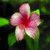 Pixelated pink flower with five rounded petals and a red center, surrounded by green leaves on dark background.