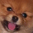 Pixelated dog face with tongue out on pink background, text reads WHAT ARE U LOOKIN AT BUTCH?!