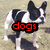 A four- shows a black-and-white dog standing on grass, with text overlays changing
