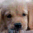 Animated contact sheet of three golden retriever dog frames showing different poses and expressions in a 2x2 grid layout with one empty cell.