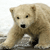Animals icons for AIM, MSN, MySpace and Yahoo