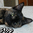 A cat with tortoiseshell fur lies on a light surface, its head positioned differently across three views while text labels appear below.