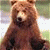 Brown bear standing upright with a neutral expression against a blurred background, next to green text reading 'Original Icons .com' on dark green.