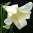 A pixelated white lily with yellow center on black background, adjacent to green text reading 'Original Icons .com' in stylized font.