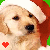 A golden retriever puppy wearing a red Santa hat with white trim, positioned against a green background.