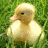 A split image shows a pixelated duckling on grass and a yellow rubber duck with red beak on white background, with text reading "Plastic surgery gone wrong!" on teal.