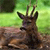 Animals icons for AIM, MSN, MySpace and Yahoo