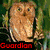 Animated owl icon with changing text overlays and color variations across four