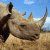 A pixelated image of a rhinoceros head against a blue sky with clouds, next to green text reading 'Original Icons .com' on a dark background.