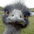 Pixelated close-up of a gray animal's face with brown eyes and dark beak-like mouth against green background.
