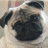 Pixelated image of a dog's face with dark ears and a black nose, light tan fur, and a blurred background.