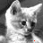 Black-and-white kitten animation with red heart and arrow symbols appearing sequentially near the mouth area.