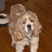 Pixelated dog image with blue text reading 'Wait... so why am i here again ?????' on a light background.