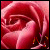 A pixelated close-up of a red rose with layered petals, a visible stem, and small dark brown and orange accents near the bottom right.