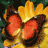 Animated sequence of a red and brown butterfly on a yellow sunflower with dark green background, showing wing movement across frames.