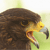 Pixelated close-up of a bird's head with brown feathers, yellow beak, and dark eye against a light green background.