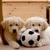 Two light-colored dogs lie on a wooden surface, one holding a black-and-white soccer ball between them.