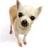Pixelated static image of a small dog with light brown and white fur, dark eyes, and a dark nose, standing against a plain white background.