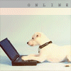 A light-colored dog with a dark collar lies on a light surface, facing a dark laptop with its front paws on the keyboard.