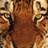 A static image shows a tiger's face on the left and yellow text on a purple background on the right.