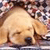 A pixelated static image shows a light brown animal with dark brown patches resting on a patterned surface.