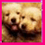 Pixelated static image of two light-colored puppies with dark eyes and noses, framed by a bright pink border on all sides.