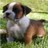 Pixelated image of a dog with white, brown, and black fur lying on green grass against a blurred background.