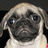 Pixelated image of a pug dog with a sad expression next to yellow text reading 'Having A Bad Day!' on a black background.