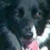 A black dog with a pink tongue and white markings on its chest appears in a of four , with the bottom-right empty