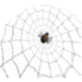 Animated spider icon on white web background with sequential pose changes from small to large and back.