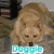 A light brown dog with a red collar lies on a patterned surface, its head lowered toward the ground. Text overlays in various colors and styles appear below the dog.